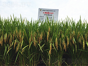 C�Ƀ�(y��u)343-ˮ���N��-�һ�Դ