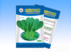 金夏雞毛菜-青梗菜種子-天龍種業(yè)