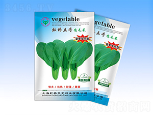 虹橋5號-青梗菜種子-天龍種業(yè)