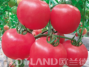 超級(jí)新迪歐-番茄種子-歐蘭德