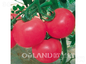 ����6̖(h��o)-���ѷN��-�W�m��