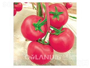 金剛2號(hào)-番茄種子-歐蘭德