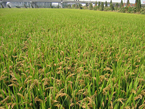 �λ�1̖-ˮ���N��-���r(n��ng)�N�I(y��)