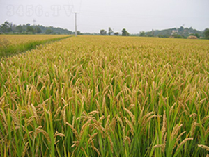 ��ˮ0001-ˮ���N��-���r(n��ng)�N�I(y��)