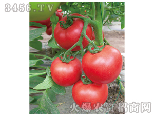 ���t���N��-����-�M��t��