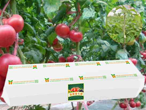 �ѹ���|(zh��)�Nֲ-���