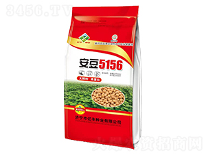 6kg安豆5156-大豆種子-億豐種業(yè)