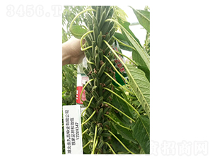 ����֥һ̖(h��o)֥��N��Ʒ�Nչʾ