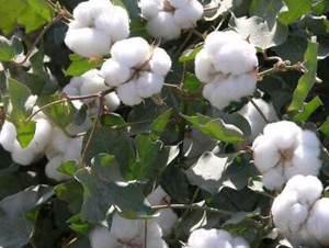 ���S��67̖�������67̖��-�޻��N��-���S�r(n��ng)�I(y��)