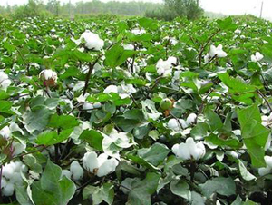 ���S��26̖(h��o)�������26��-�޻��N��-���S�r(n��ng)�I(y��)