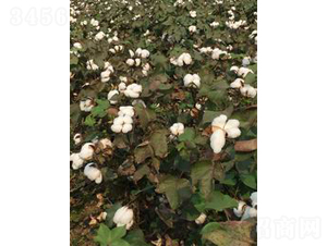 ��K25-�޻��N��-���S�r�I(y��)