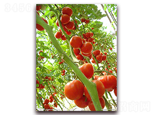 Խ��8-Խ�����ѷN��-�r(n��ng)֮��