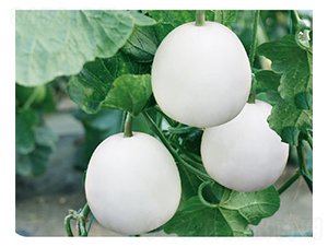 ���۰׽�-��ϷN��-�߶˷N�I(y��)