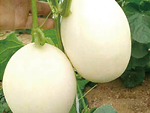 ����һ̖(h��o)-��ϷN��-�߶˷N�I(y��)