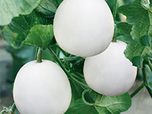 �����S��-��ϷN��-�߶˷N�I(y��)