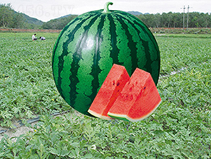 �K��058-���ϷN��-�н��N�I(y��)