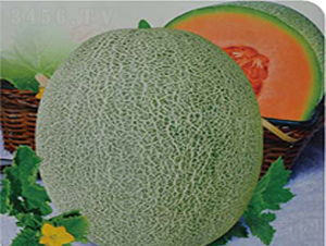 ��������25-��ϷN��-�߶˷N�I(y��)