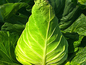 ţ�-���{(l��n)�N��-�н��N�I(y��)