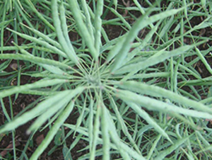 ����16-�Ͳ˷N��-�н��N�I(y��)