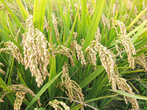 ���\(y��n)��23̖(h��o)-�����N��-�н��N�I(y��)