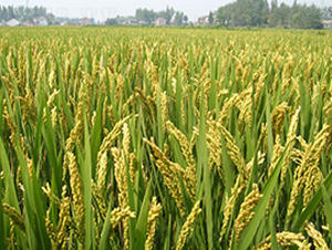 ���\(y��n)��27̖(h��o)-�����N��-�н��N�I(y��)