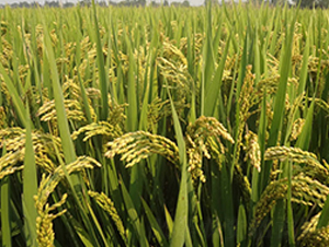 ���r(n��ng)��8̖(h��o)-�����N��-�н��N�I(y��)