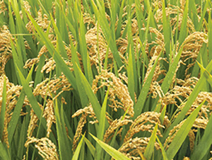 ����8̖(h��o)-�����N��-�н��N�I(y��)