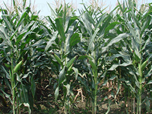 �н���5̖-�s�����׷N��-�н��N�I(y��)