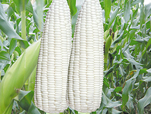 �PŴ2146-Ŵ���׷N��-�н��N�I(y��)