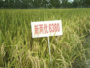 �Ƀ�(y��u)6380-�s���i���N��-�н��N�I(y��)