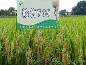 �M��(y��u)735-�s���i���N��-�н��N�I(y��)