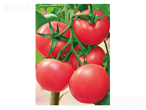 ����-���ѷN��-�߶˷N�I(y��)