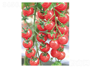 ������-С���ѷN��-�߶˷N�I(y��)