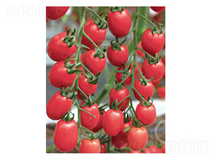 ����6̖(h��o)-С���ѷN��-�߶˷N�I(y��)