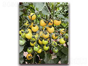 �SСѾ-��ɫ���ѷN��-�ƈD�N�I(y��)