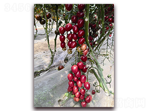 ��СѾ-��ɫ���ѷN��-�ƈD�N�I(y��)