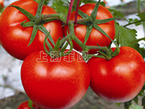 ���Ǽt��-��TY��t���ѷN��-�ƈD�N�I(y��)