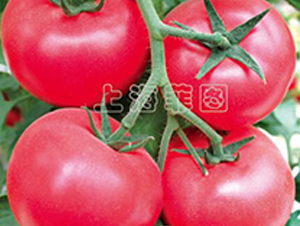 ����������̖-��TY�۹����ѷN��-�ƈD�N�I(y��)