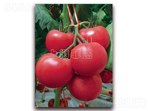 �����w��-��TY�۹����ѷN��-�ƈD�N�I(y��)