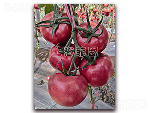 ���Ǽ���-��TY�۹����ѷN��-�ƈD�N�I(y��)