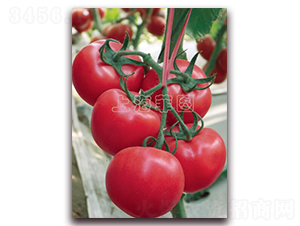 ���ǽ��-��TY�۹����ѷN��-�ƈD�N�I(y��)