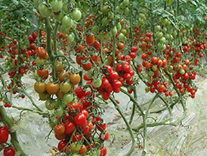 ����ʥŮ-ʥŮ���N��-���̰��N�I(y��)