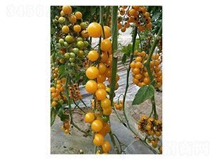 �S����-ʥŮ���N��-���̰��N�I(y��)