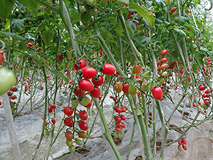 粉嬌-圣女果種子-永禾安種業(yè)