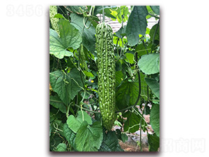 �G����-��ϷN��-�A�~�N�I(y��)