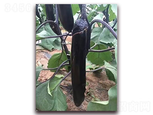 ��ʂ�L(zh��ng)��-���ӷN��-�A�~�N�I(y��)