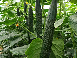 �G��A6�S��-�S�ϷN��-�A�~�N�I(y��)