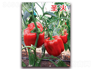 ʥ��-�𽷷N��-�ϰľG��