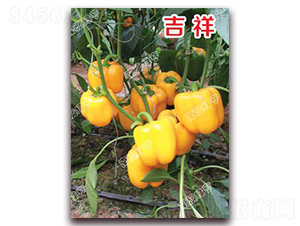 ����-�𽷷N��-�ϰľG��