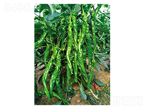 ���塤�o��-�����N��-Ӣ���m��